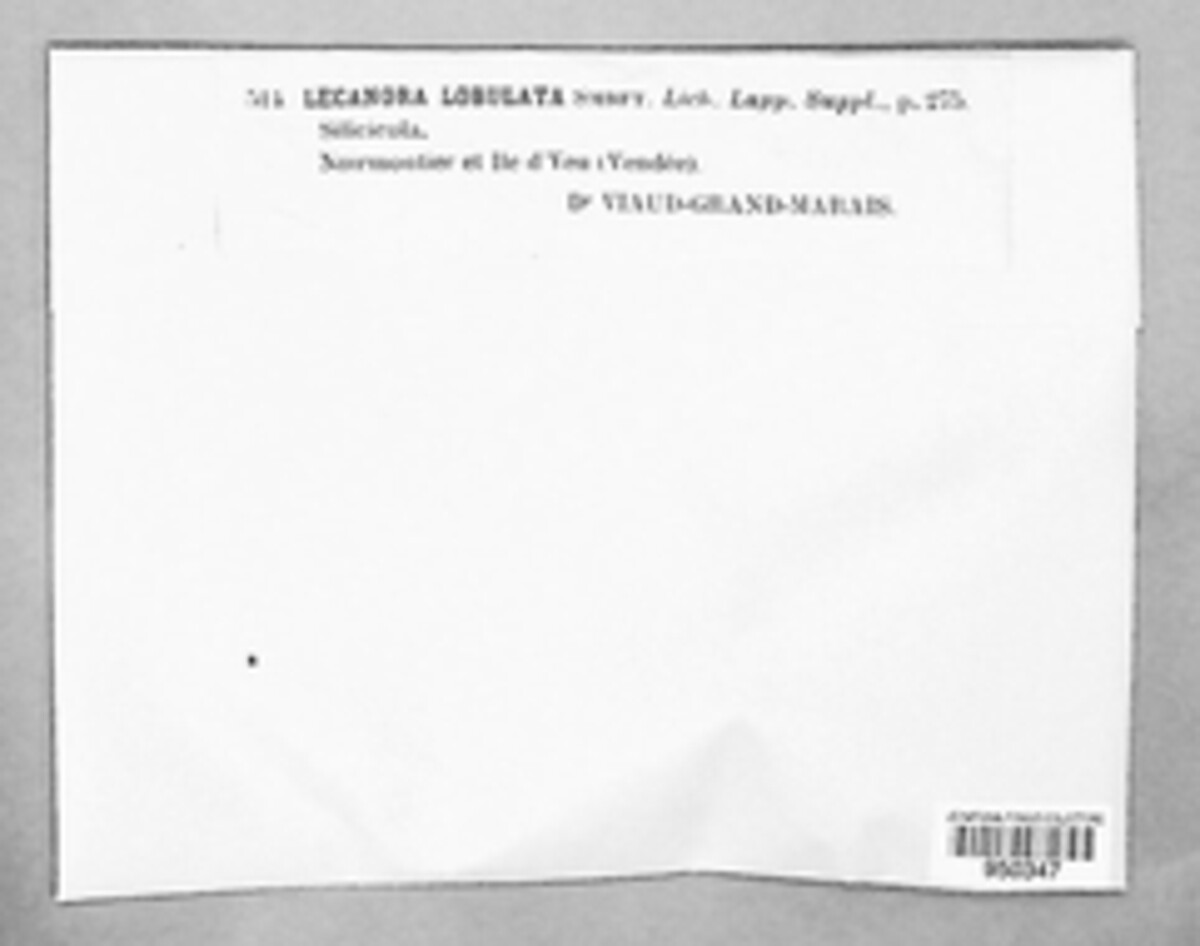 Seawardiella lobulata image